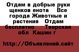 Отдам в добрые руки щенков енота. - Все города Животные и растения » Отдам бесплатно   . Тверская обл.,Кашин г.